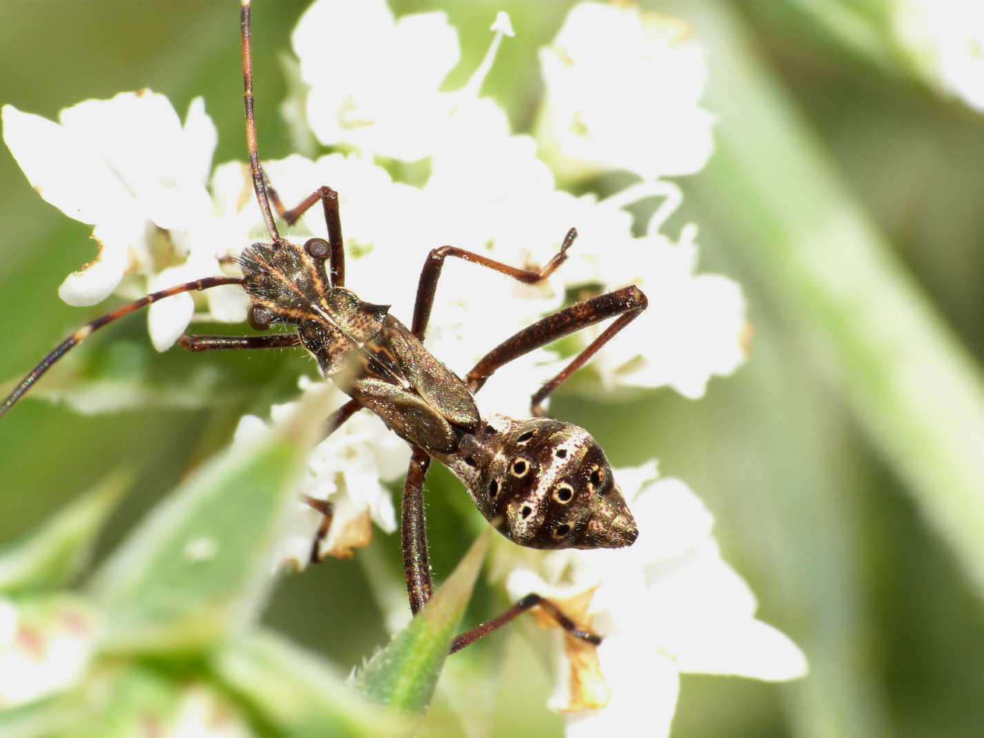 Alydidae: Camptopus lateralis (ninfa) della Sardegna